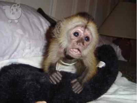 Υπέροχη υπέροχη μαϊμού Capuchin για υιοθεσία